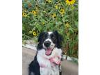 Adopt Teagan a Black - with White Australian Shepherd / Mixed dog in Austin