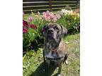 Adopt Kazoo a Mastiff / Cane Corso / Mixed dog in Maple Ridge, BC (40762253)
