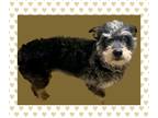 Adopt Marvel a Black - with Tan, Yellow or Fawn Schnoodle / Terrier (Unknown