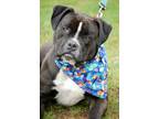 Adopt Galaxy a Black American Pit Bull Terrier / Mixed dog in Sanger