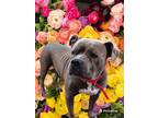 Adopt Faith a Gray/Blue/Silver/Salt & Pepper Mixed Breed (Large) / Mixed dog in