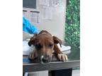 Adopt Suki a Brown/Chocolate Shepherd (Unknown Type) / Mixed dog in San Antonio