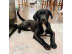 Adopt Hank a Black - with White Labrador Retriever / Catahoula Leopard Dog /