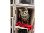 Adopt Ned a Tiger Striped Domestic Shorthair (short coat) cat in Carmel