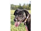 Adopt Winnie a Black - with White Labrador Retriever / Australian Shepherd /