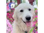 Adopt Blanca a White Great Pyrenees / Mixed dog in Portland, OR (41146860)