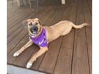 Adopt Dahlia a Tan/Yellow/Fawn Mixed Breed (Medium) / Mixed dog in Dallas