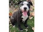 Adopt Puppy Dottie a Black - with White Pit Bull Terrier / Mixed dog in Chula