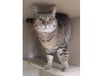 Adopt Mocha a Brown Tabby Domestic Shorthair (short coat) cat in Laramie