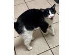 Adopt CHARITY a Black & White or Tuxedo Domestic Shorthair (short coat) cat in