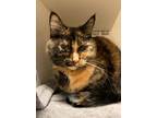 Adopt Gina a Domestic Shorthair / Mixed (short coat) cat in Genoa, IL (41146755)