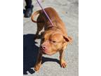 Adopt Jarvis a American Pit Bull Terrier / Mixed dog in Walden, NY (41145457)