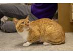 Adopt Rusty a Orange or Red (Mostly) Domestic Shorthair (short coat) cat in