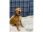 Adopt Ralston a Tan/Yellow/Fawn Hound (Unknown Type) / Mixed Breed (Medium) /