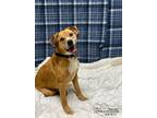 Adopt Ralston a Tan/Yellow/Fawn Hound (Unknown Type) / Mixed dog in Quincy