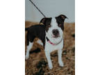 Adopt Rose a Black American Pit Bull Terrier / Mixed Breed (Medium) / Mixed