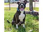 Adopt Dottie Fae a Brindle American Pit Bull Terrier / Mixed Breed (Medium) /