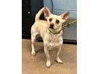 Adopt Chalupa- IN FOSTER a Tan/Yellow/Fawn Mixed Breed (Small) / Mixed dog in