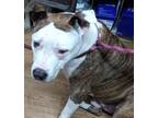 Adopt Lenny a Brindle American Staffordshire Terrier / Mixed Breed (Medium) /