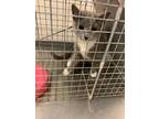 Adopt 55651342 a Gray or Blue Domestic Shorthair / Domestic Shorthair / Mixed
