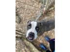 Adopt Baron Von Underbite a Brindle Mixed Breed (Large) / Mixed dog in