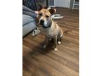 Adopt Blitzen a Red/Golden/Orange/Chestnut - with White American Staffordshire