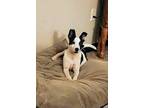 Adopt Darcy a White - with Black Rat Terrier / Mixed Breed (Medium) / Mixed dog