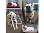 Adopt Libby a White - with Brown or Chocolate American Staffordshire Terrier /