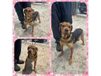 Adopt 18553 a Hound (Unknown Type) / Mixed dog in Covington, GA (41146271)