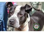 Adopt 24-03-0759 Caroline a Pit Bull Terrier / Mixed dog in Dallas