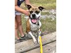 Adopt Sherbert a Brindle Mixed Breed (Medium) / Mixed dog in Green Cove Springs