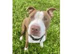 Adopt Tank a Brown/Chocolate American Pit Bull Terrier / Mixed dog in Violet