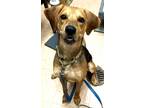 Adopt PTH Gordon a Tan/Yellow/Fawn - with Black Hound (Unknown Type) / Mixed dog