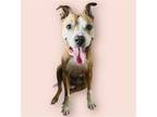 Adopt LAYLA a Pit Bull Terrier / Mixed dog in Rockville, MD (41082841)