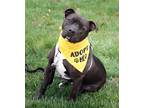 Adopt Maverick a Pit Bull Terrier dog in Fairfax Station, VA (36441963)