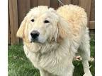 Adopt Arlo a White - with Red, Golden, Orange or Chestnut Great Pyrenees /
