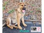 Adopt Shadow a German Shepherd Dog / Terrier (Unknown Type