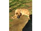 Adopt Hailey a Red/Golden/Orange/Chestnut German Shepherd Dog / Mixed dog in