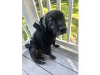 Adopt Simber a Black Mixed Breed (Medium) / Mixed dog in Green Cove Springs