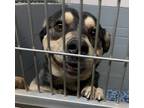 Adopt MONDO a Black Husky / Mixed dog in Los Lunas, NM (41146054)