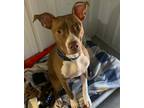 Adopt Kumar a Red/Golden/Orange/Chestnut - with White American Pit Bull Terrier