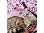 Adopt Lilly 123654 a Domestic Shorthair (short coat) cat in Joplin