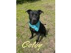 Adopt Colby 29615 a Black Pit Bull Terrier dog in Joplin, MO (40962306)