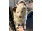Adopt Gypsy a White - with Brown or Chocolate Australian Shepherd / Mixed dog in