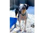 Adopt Remy a Tricolor (Tan/Brown & Black & White) Catahoula Leopard Dog / Mixed