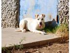 Adopt Perdita K49 1/23/24 a Tan/Yellow/Fawn Labrador Retriever / Mixed dog in