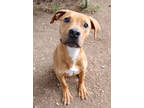 Adopt Prints K10 2-14-24 a Brindle Hound (Unknown Type) / Mixed Breed (Medium) /