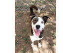 Adopt Hoyte K12 2-12-24 a Brindle American Pit Bull Terrier / Mixed Breed
