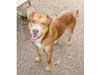Adopt Bart K18 3/13/24 a Red/Golden/Orange/Chestnut Labrador Retriever / Mixed
