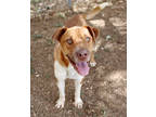 Adopt Finn K2 2/23/24 a Tan/Yellow/Fawn Mixed Breed (Large) / Mixed dog in San